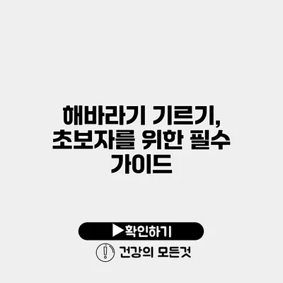 해바라기 기르기, 초보자를 위한 필수 가이드
